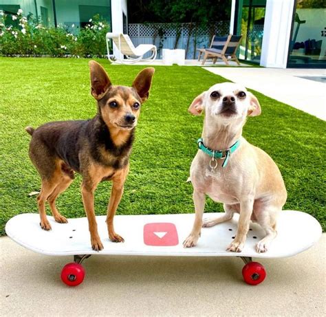 peanut and blackjack|rebecca zamolo dogs.